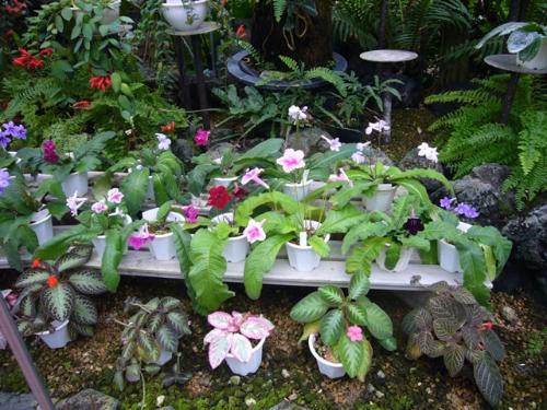 イワタバコ科植物の写真