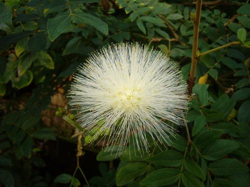 オオベニゴウカン白花の写真