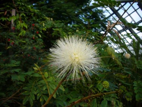 オオベニゴウカン白花の写真