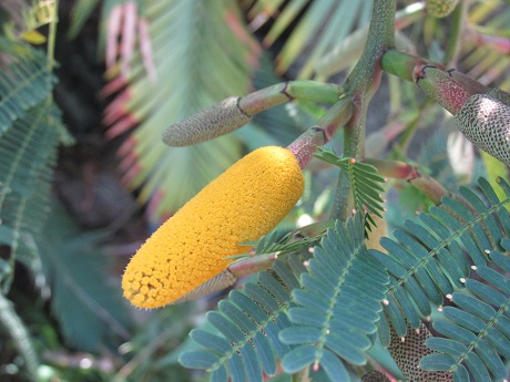 Acacia-sphaerocephala