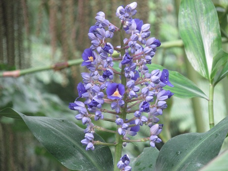 Blue-ginger