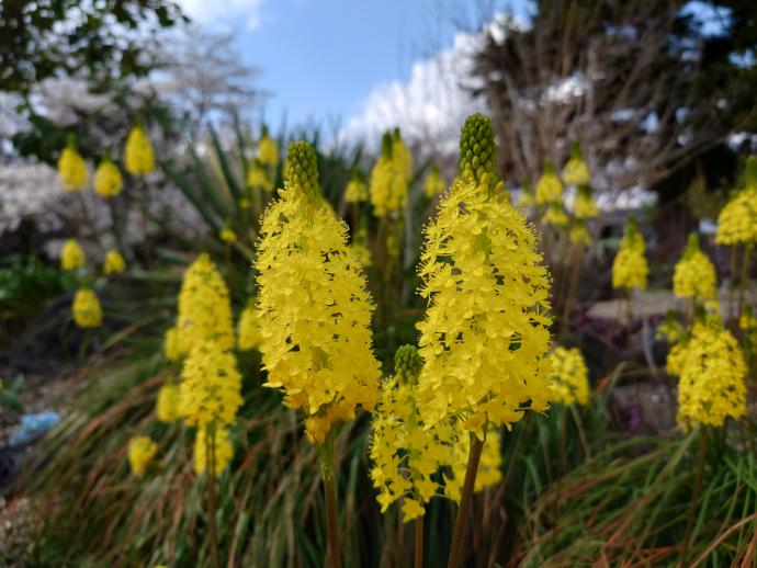  ブルビネラ フロリバンダ