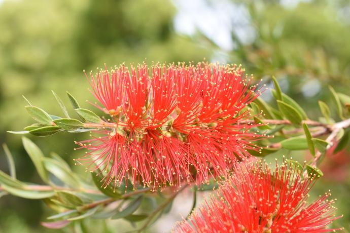 Callistemon-speciosus