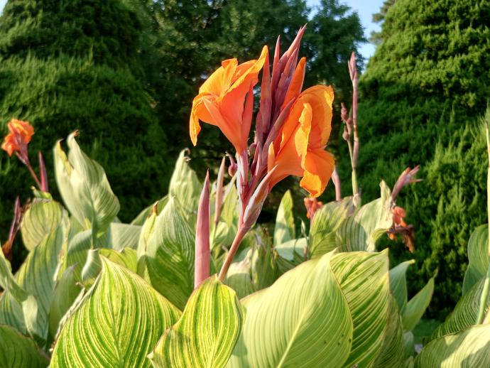 カンナ ‘ベンガル タイガー’