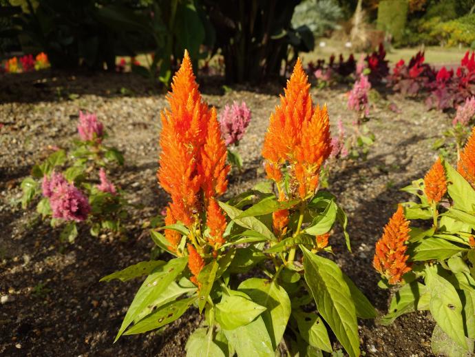 セロシアキャッスルオレ07