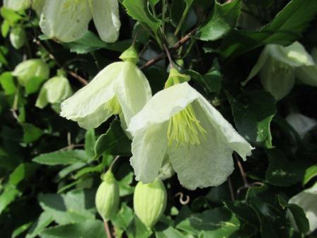 clematis