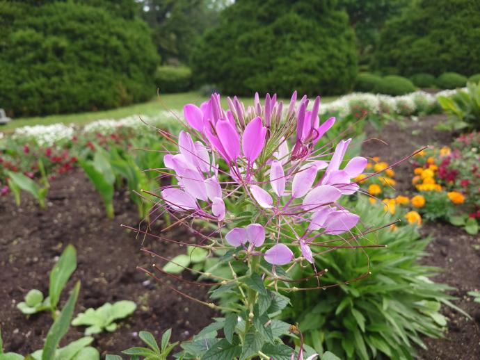 セイヨウフウチョウソウ‘ピンク クイーン