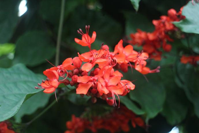 クレロデンドルム スプレンデンス