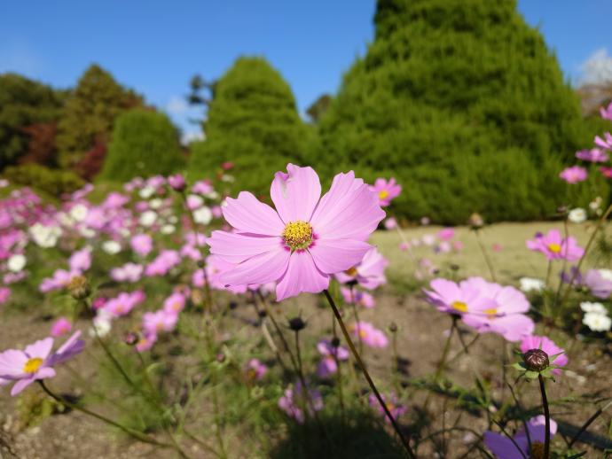 コスモス ‘オータム ビューティー’