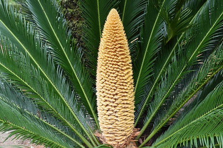 Cycas-revolute