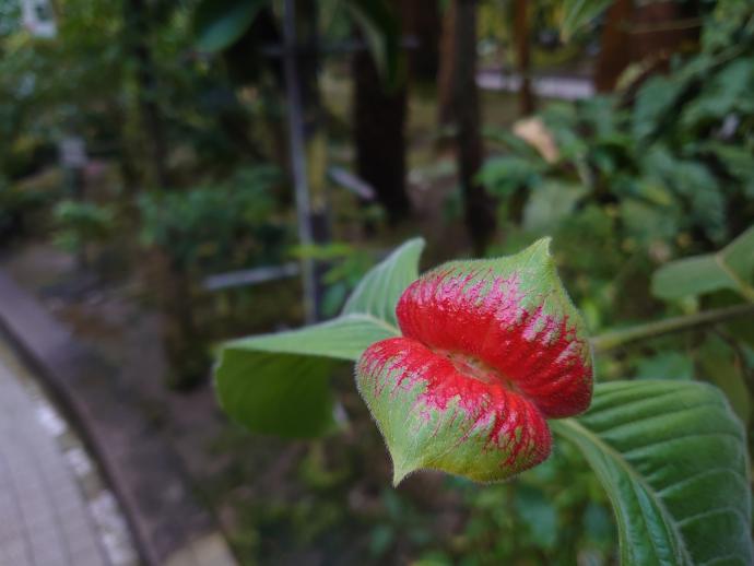 パリコウレア トメントサ