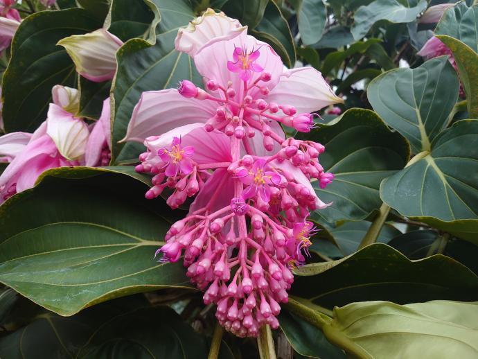 メディニラ マグニフィカ