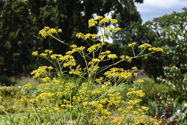 Patrinia scabiosifolia