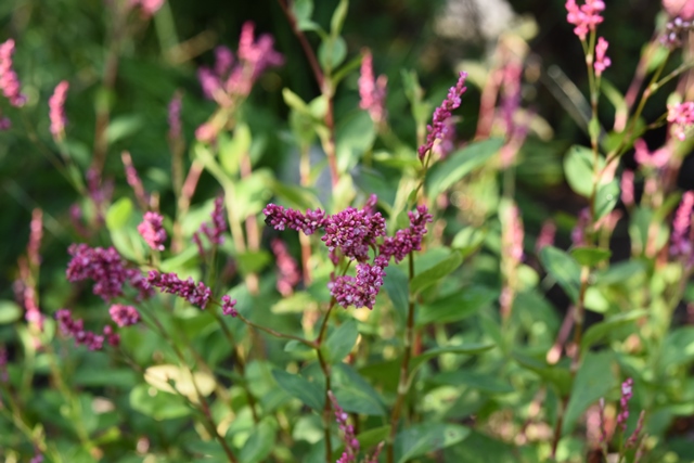 Persicaria  tinctoria