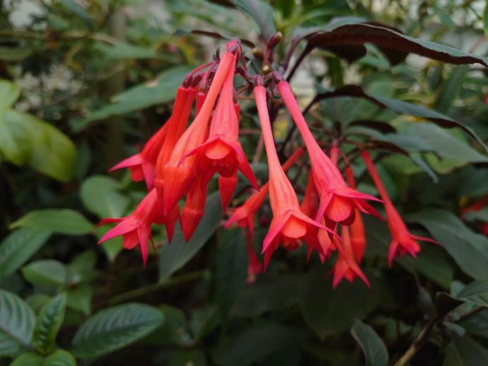 salvia microphylla