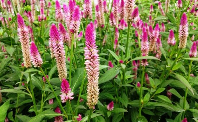 Celosia argentea cv