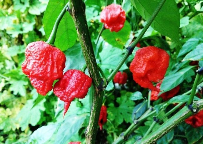 Capsicum chinense 'carolina Reapen'