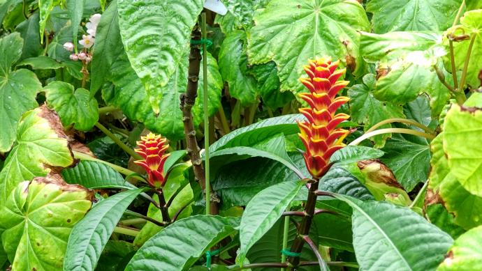 アフェランドラ07