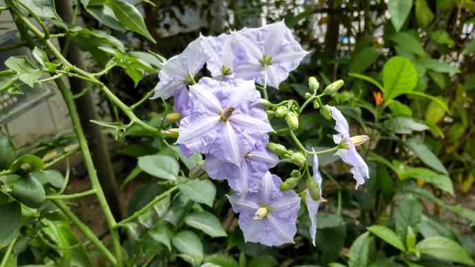 ソラヌム ヴェンドランディー