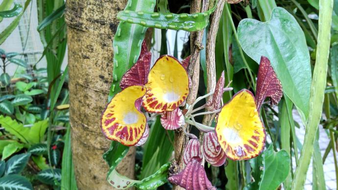 アリストロキア ペルウィアナ