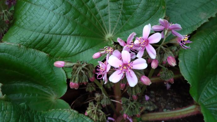 チグリディオパルマ