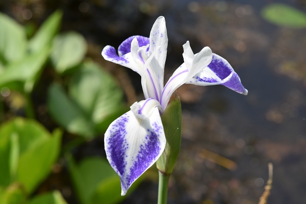 カキツバタ ‘折鶴’