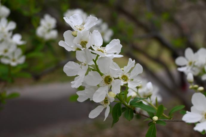 リュウキュバイ