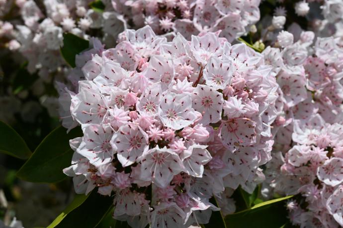 アメリカシャクナゲ