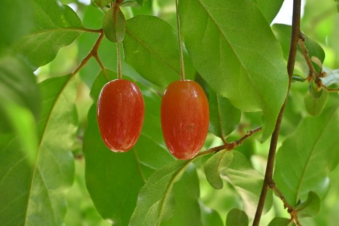 ダイオウグミ07