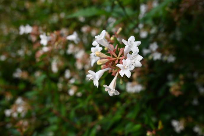 ハナゾノツクバネウツギ