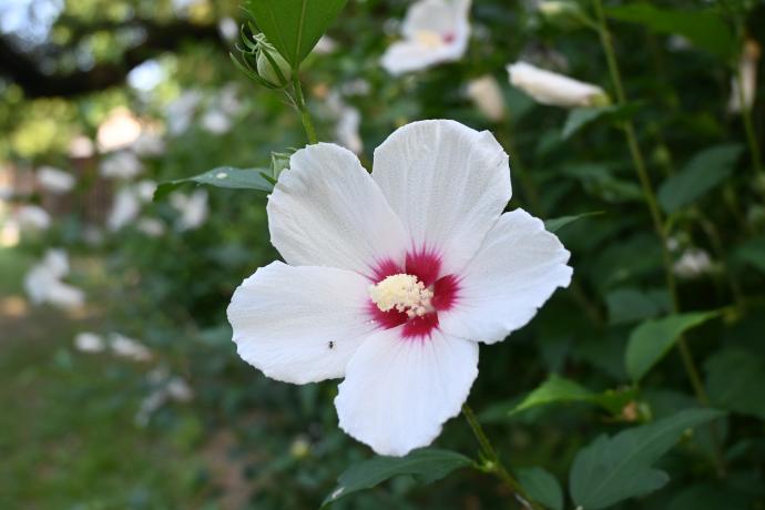 ムクゲ ‘宗旦’