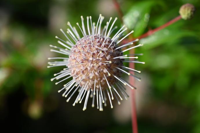 シマタニワタリノキ