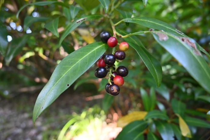 セイヨウバクチノキ