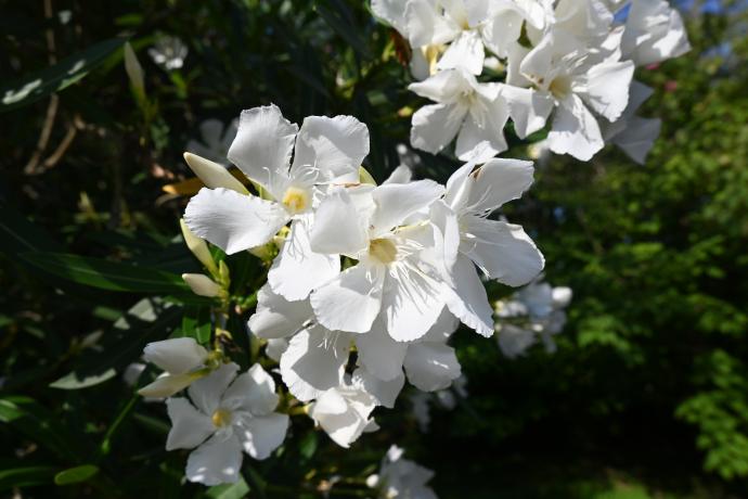 キョウチクトウ