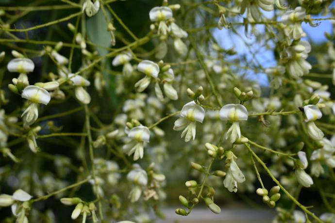 シダレエンジュ