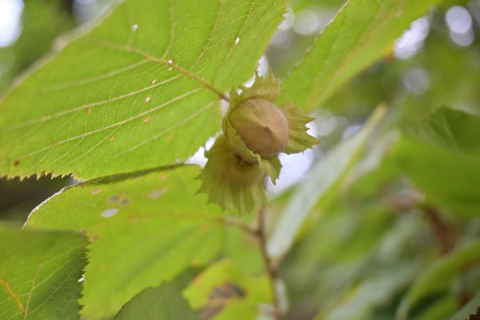 セイヨウハシバミ07