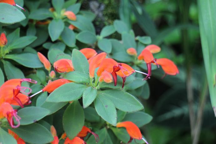 エスキナンテア07