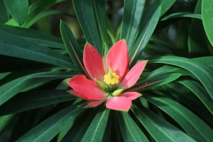 ジャマイカ ポインセチア