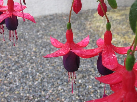 Fuchsia