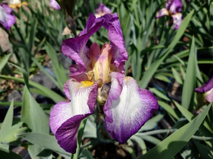 ドイツアヤメ（ジャーマンアイリス） ‘オペラハウス’