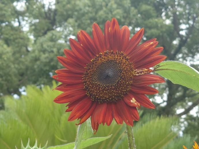 ヒマワリ ‘ルビー’