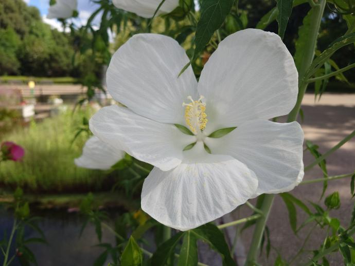 タイタンビカス