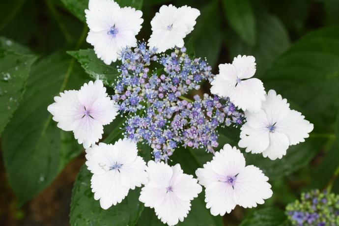 Hydrangea-macrophylla