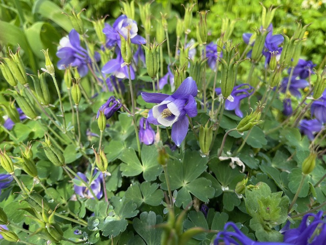 クモマオダマキ