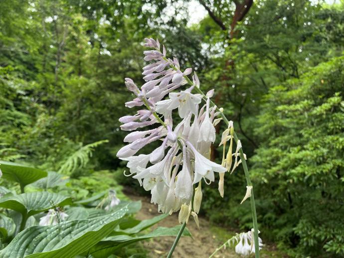 オオバギボウシ