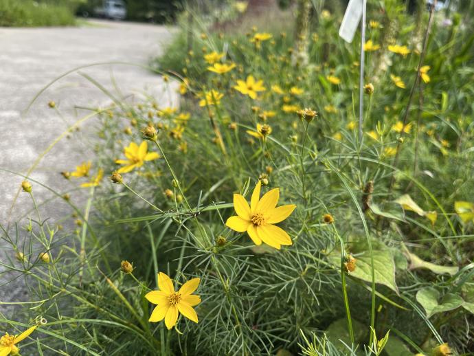 イトバハルシャギク