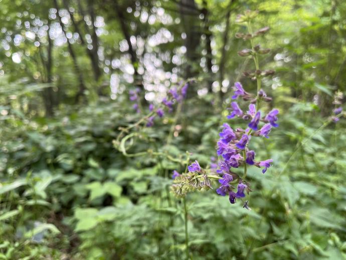 アキノタムラソウ