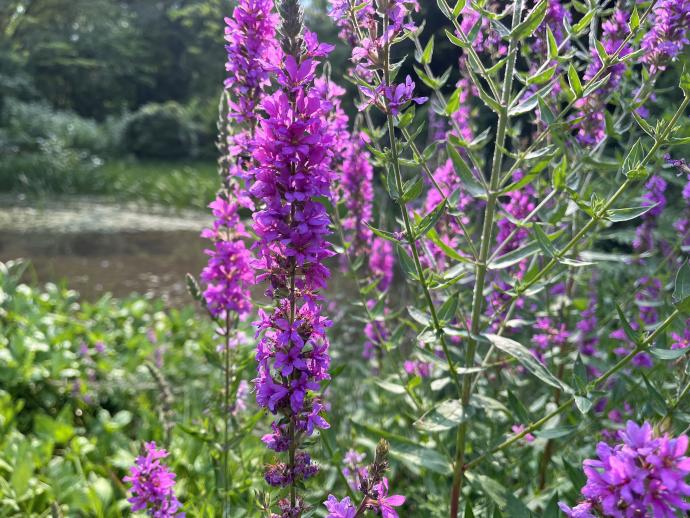 エゾミソハギ07