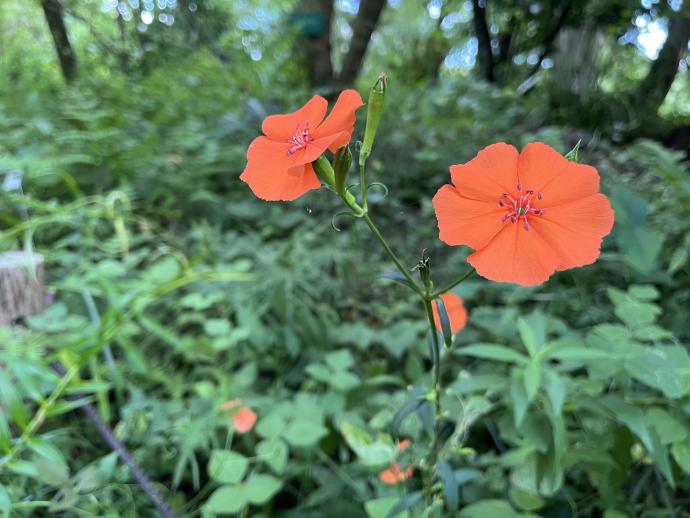 フシグロセンノウ