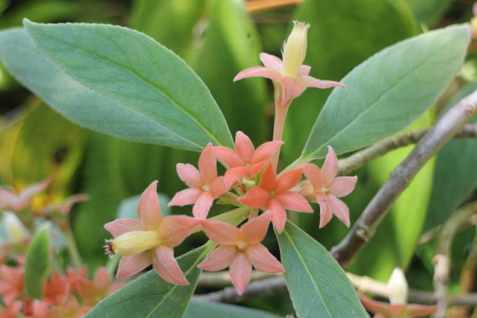 コバナントゥス カロクラミス